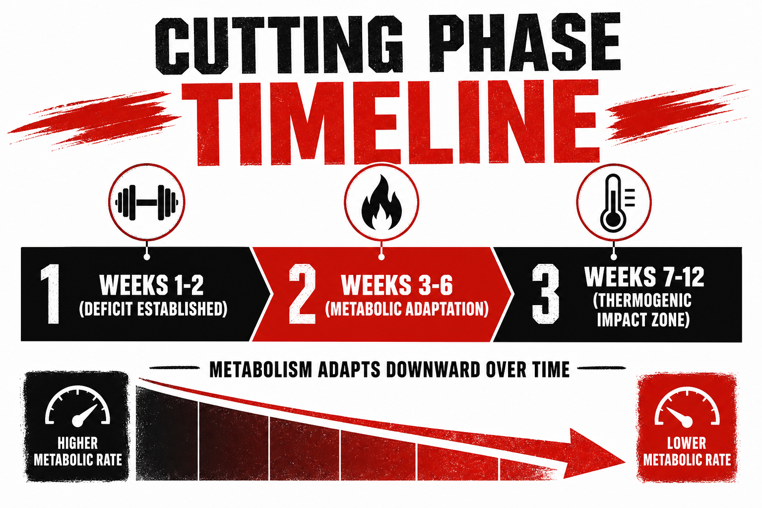 Cutting phase timeline showing when a thermogenic fat burner is most effective during metabolic adaptation