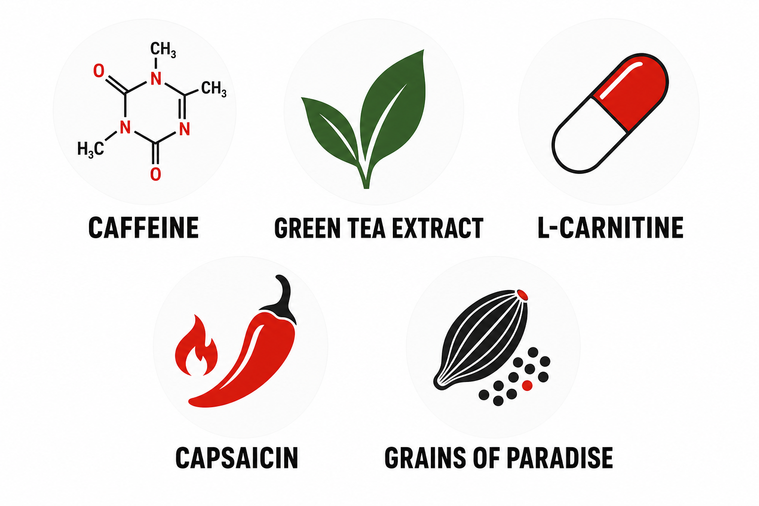 Key thermogenic fat burner ingredients illustrated as clean icons including caffeine, green tea extract, L-carnitine, capsaicin, and Grains of Paradise