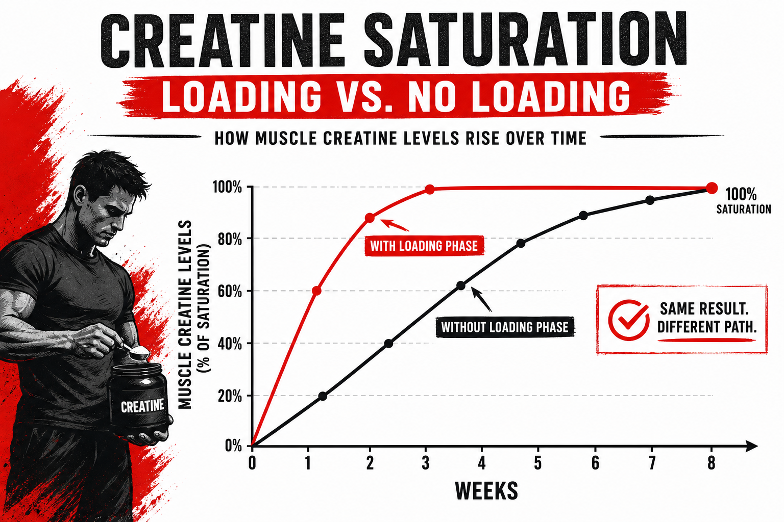 Creatine muscle saturation timeline comparing loading phase versus daily maintenance dosing